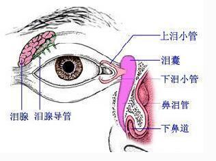 淚道堵塞（不通）怎么？